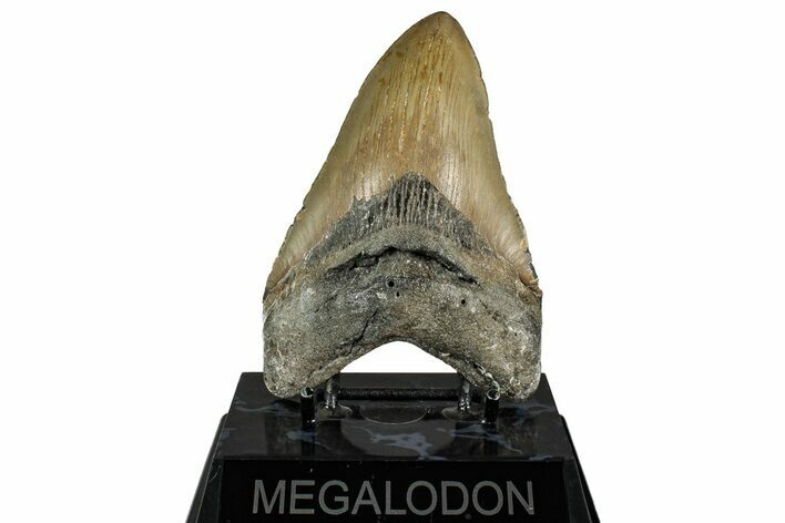 Fossil Megalodon Tooth - North Carolina #350598